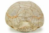 Inflated Fossil Tortoise (Stylemys) - South Dakota #373014-4